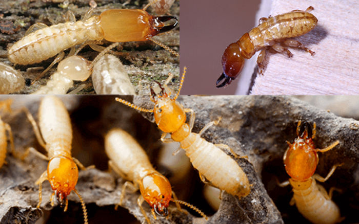 Termites
